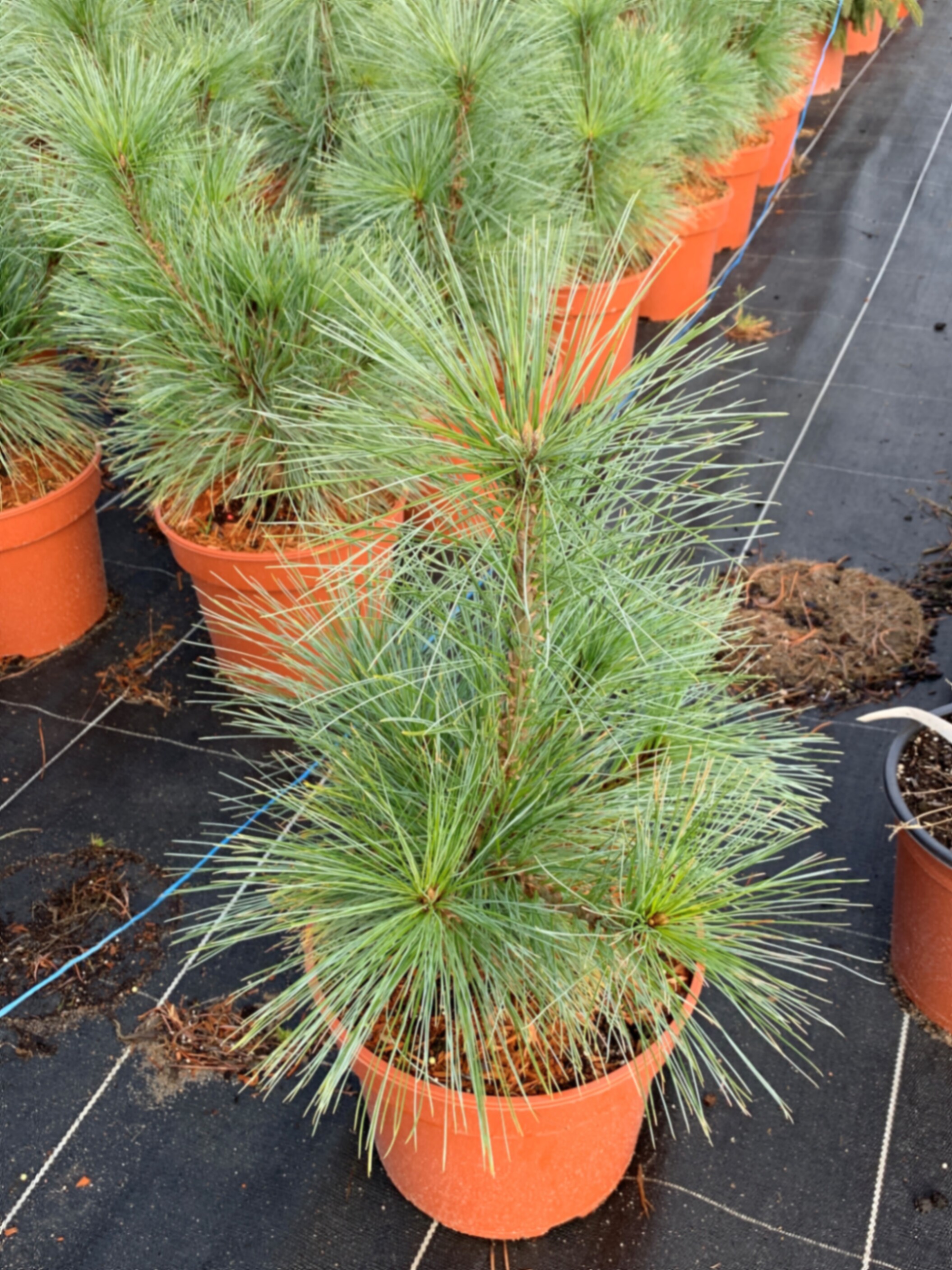 Сосна шверинская Витхорст